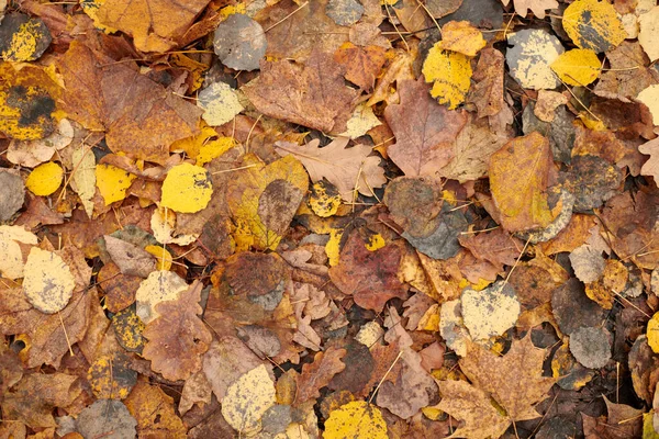 Foglie d'autunno, vista dall'alto — Foto Stock