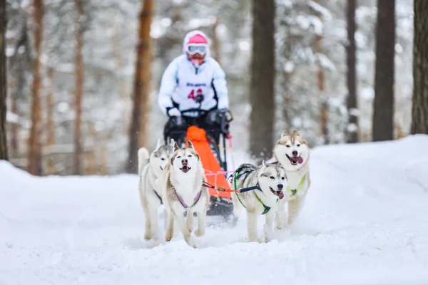 Siberische husky slee hond racen — Stockfoto