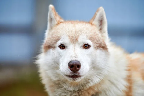 Retrato de perro Husky —  Fotos de Stock