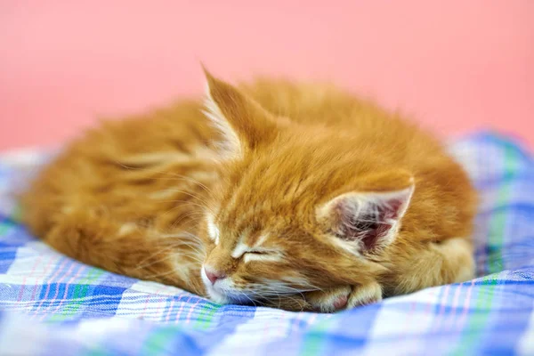 Śpiący Szop Maine czerwony kotek — Zdjęcie stockowe