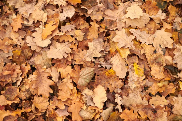 Foglie d'autunno, vista dall'alto — Foto Stock