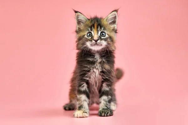 メインカヌーカメシェル子猫 — ストック写真