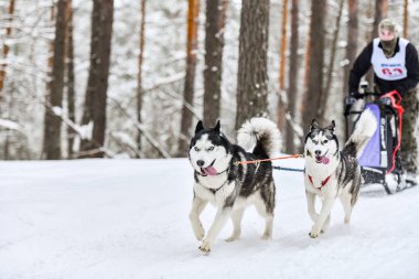Sibirya Husky kızak köpeği yarışı