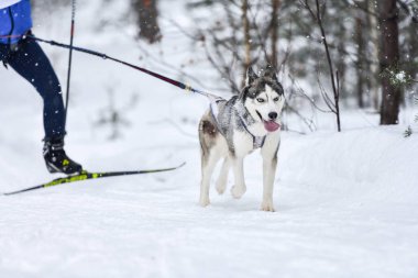 Köpek kayağı kış yarışması