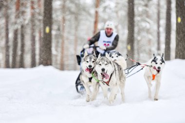 Husky kızak köpek yarışı