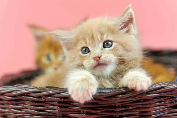 Maine coon gatitos en cesta, rojo y crema — Foto de Stock