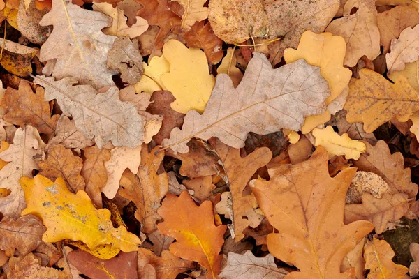 Foglie d'autunno, vista dall'alto — Foto Stock