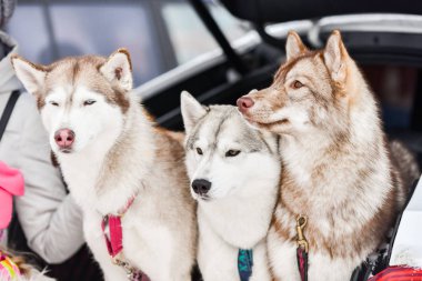 # Üç iri köpek dışarıda #
