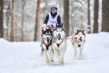Husky kızak köpek yarışı