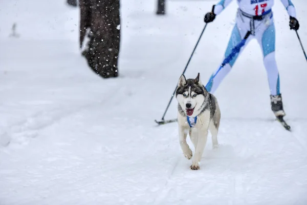 Pes skijoring zimní soutěž — Stock fotografie