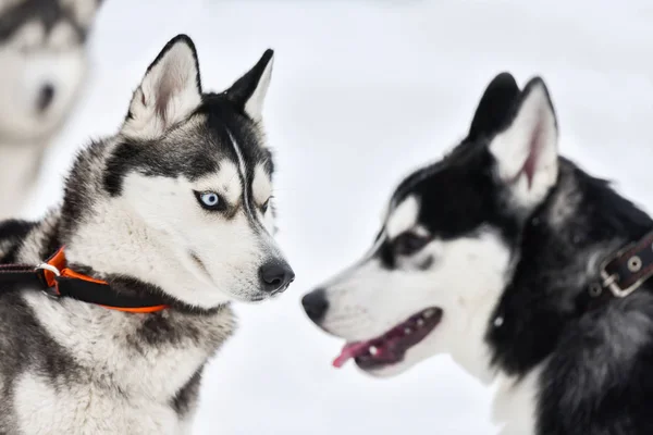 Husky dog on walking — Stock Photo, Image