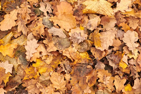 Foglie d'autunno, vista dall'alto — Foto Stock