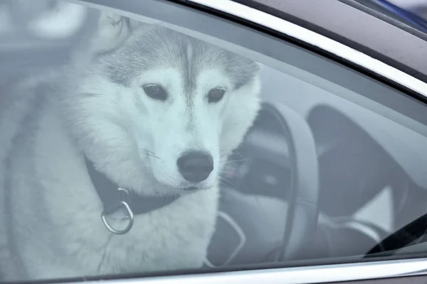 Husky-Hund im Auto — Stockfoto