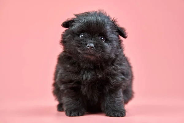 Pomeranian Spitz puppy on pink background — Stock Photo, Image