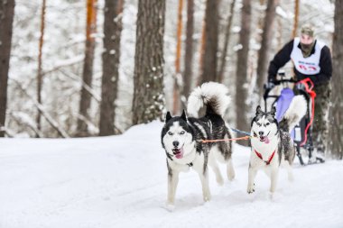 Sibirya Husky kızak köpeği yarışı