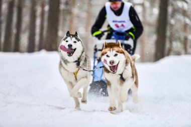 Husky kızak köpek yarışı