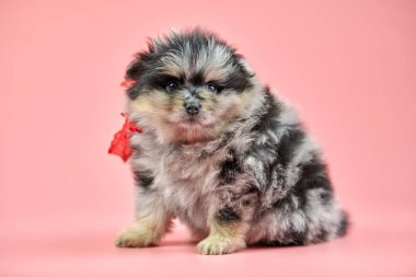 Pomeranian Spitz köpek yavrusu, pembe arka planda kopyalama alanı