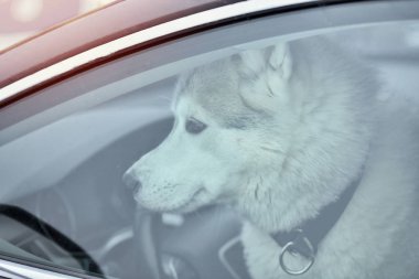 Arabada iri yarı bir köpek var.