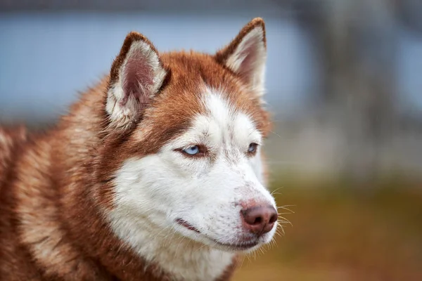 Retrato de perro Husky —  Fotos de Stock