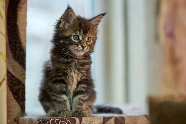 Maine coon gatito — Foto de Stock