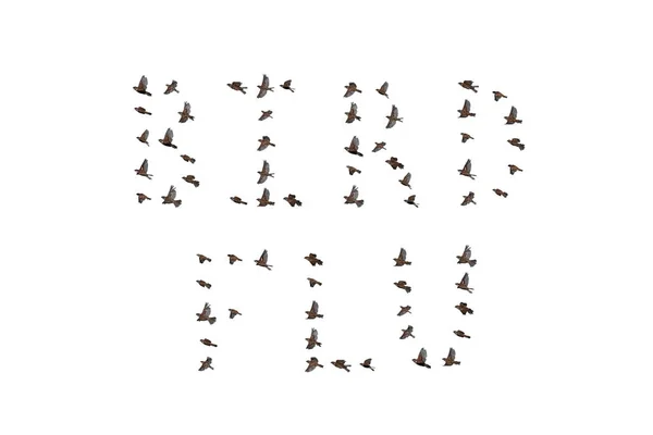 Sparvflock som flyger på himlen, fågelinfluensakoncept — Stockfoto