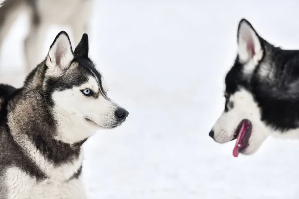 Husky hond op wandeltocht — Stockfoto