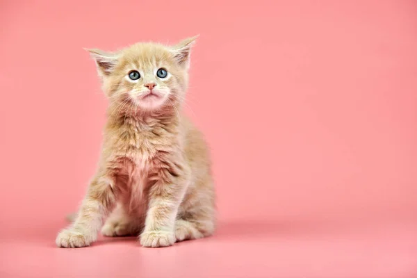 Maine gattino crema bozzolo — Foto Stock