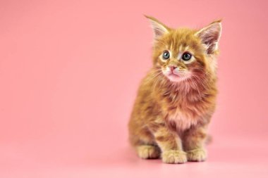 Maine Rakun Kırmızı Kedisi, kopyalama alanı. Pembe arka planda şirin bir safkan kedi. Kızıl saçlı, çekici kedi yavrusu..