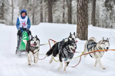 Sibirya Husky kızak köpek yarışı. Kış ezme yarışması. İri yarı kızaklı köpekler köpek sürücüsü ile bir kızak çekin..