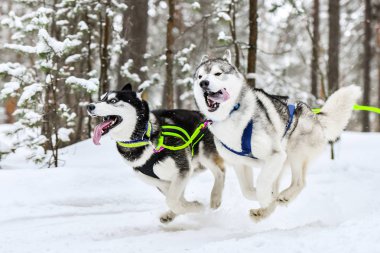 İri yarı kızak köpekleri koşar ve köpek sürücüsünü çeker. Kış sporları şampiyonası yarışması.