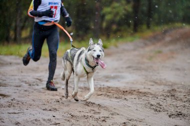 Canicross dog mushing race. Husky sled dog attached to runner. Autumn competition. clipart
