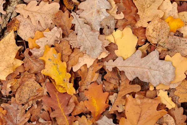 Foglie Autunno Vista Dall Alto Fogliame Colorato Caduto Design Modello — Foto Stock