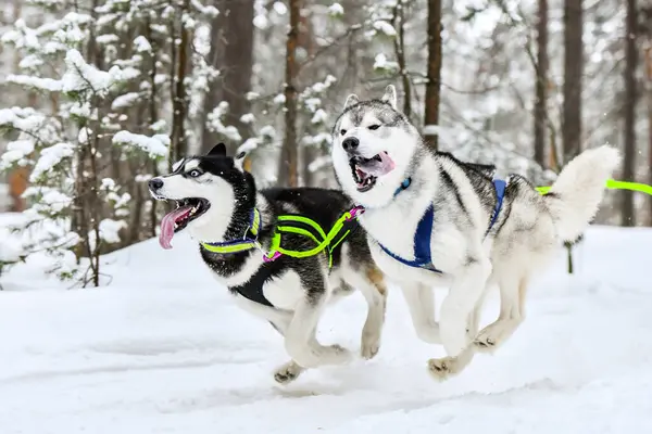 ハーネスのハスキーそり犬が走り 犬の運転手を引っ張ります 冬のスポーツ選手権大会 — ストック写真