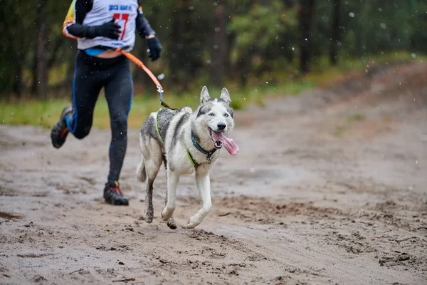 Canicross Dog Mushing Race Husky Trenó Cão Ligado Corredor Concurso — Fotografia de Stock