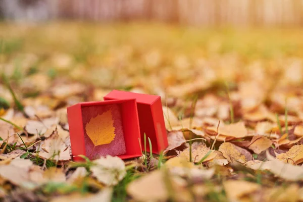 Pudełko Jesiennym Liściem Koncepcja Nowego Sezonu Przestrzeń Kopiowania Symbol Zmiany — Zdjęcie stockowe