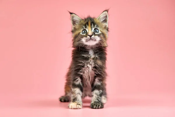 メインカヌーカメシェル子猫 スペースをコピーします ピンクを基調にした可愛い短髪の純血猫 新しいゴミからトーティーカラーの髪の魅力的な子猫 — ストック写真