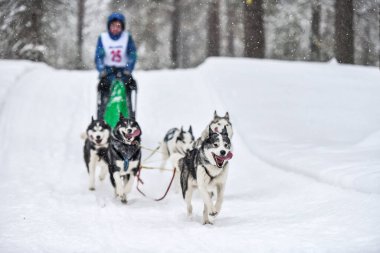 Sibirya Husky kızak köpek yarışı. Kış ezme yarışması. İri yarı kızaklı köpekler köpek sürücüsü ile bir kızak çekin..