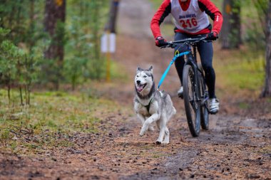 Bisikletli kızak köpeği yarışı. Husky kızak köpekleri köpek musher ile bisiklet çekerler. Sonbahar yarışması.