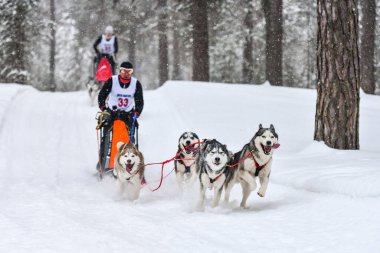 Sibirya Husky kızak köpek yarışı. Kış ezme yarışması. İri yarı kızaklı köpekler köpek sürücüsü ile bir kızak çekin..
