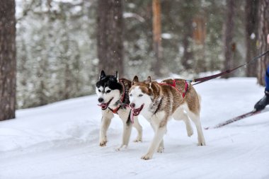 Köpek kayağı. Kış sporları şampiyonası. Husky kızağı köpeğini kayağa çekti..