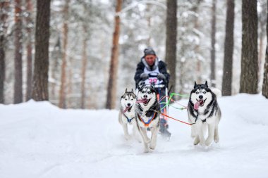 Kızak köpek yarışı. Husky kızak köpekleri köpek musher ile kızak çeker. Kış yarışması.