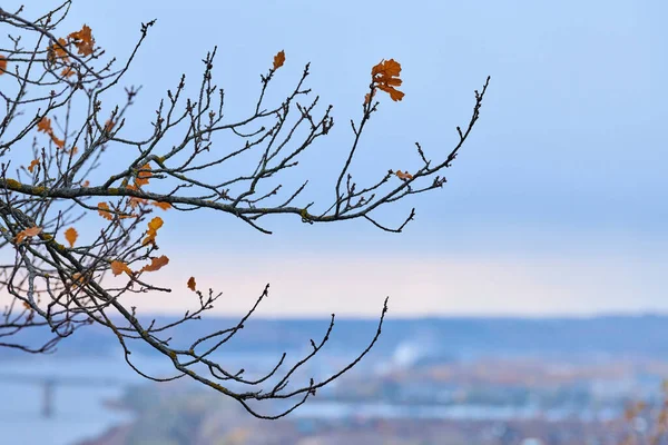 Autumn Branches Fallen Leaves Gloomy Design Copy Space Sky Background — 图库照片