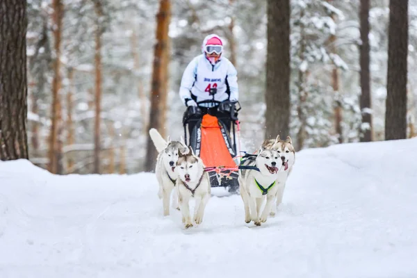 Slechte Hondenraces Husky Sledehonden Trekken Een Slee Met Hondenmusher Winterwedstrijd — Stockfoto