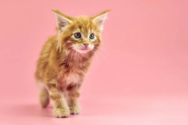 Maine Coon Red Kitten Copy Space Cute Shorthair Purebred Cat — Stock Photo, Image