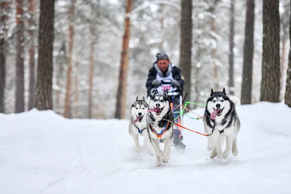 Sled dog racing. Husky sled dogs pull a sled with dog musher. Winter competition.