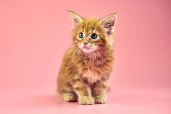 Maine Coon Red Kitten Cute Shorthair Purebred Cat Pink Background — Stock Photo, Image