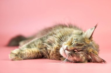 Uyuyan Maine Rakun kaplumbağa kabuğu kedisi. Yetişkin dişi rakun, pembe arka planda safkan kedi. Tortie kısa boylu, komik bakışlı kedi..