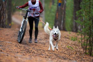 Bisikletli kızak köpeği yarışı. Husky kızak köpekleri köpek musher ile bisiklet çekerler. Sonbahar yarışması.