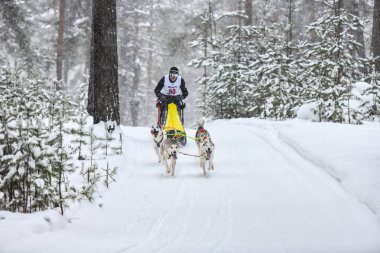 Kızak köpek yarışı. Husky kızak köpekleri köpek musher ile kızak çeker. Kış yarışması.