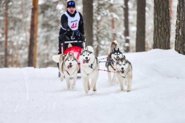Kızak köpek yarışı. Husky kızak köpekleri köpek musher ile kızak çeker. Kış yarışması.